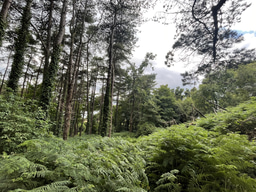 Understanding Soil’s Role in Urban Ecology: My Research Experience