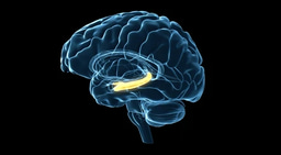 Project Outline: The Role of Hippocampal CA1 Region in Memory of Acute Social Defeat