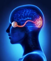 Project Outline: Linking Retinal Vascular Injury to Central Visual Processing—An LGN-Focused Study of Retinal Vein Occlusion