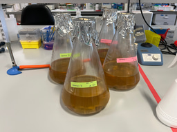 Trials and tribulations of life in a laboratory