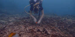 Scaling Coral Reef Restoration in Climate-Stressed Island Systems: Using Survival Data to Inform Community-Based Management Decisions