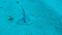 Sharks, Rays, and Skates, Oh My!