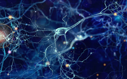 Project Outline: Utilizing piggyBac Gene Editing to Create Drug-Inducible SOX10+ Neural Crest Progenitors