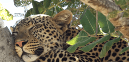 Project Outline: Investigating Morally Contested Conservation