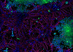 Investigating the Role of Alpha-Synuclein Charge in Synaptic Vesicle Fusion and Neurotransmitter Release Using Mass Spectrometry
