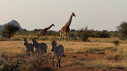 People and Landscapes: First Impressions from Mpala Research Centre, Kenya