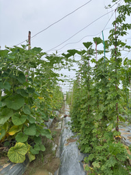 Field Journal 6