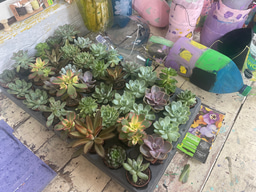 Bringing the Pieces Together: My Fourth Week in Medellín