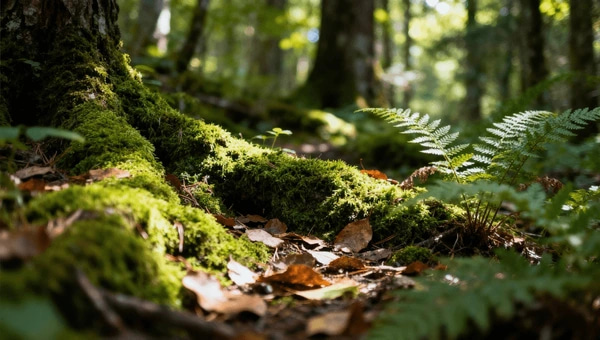 Project Outline: Nature's Pharmacy Project 