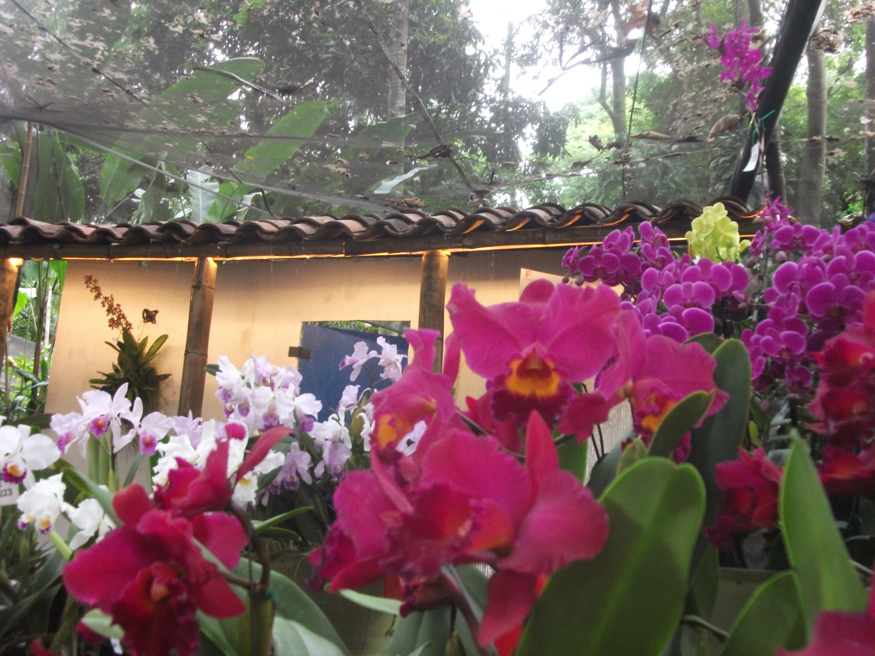 Medellín, Colombia- Week 3 : (20th July-26th July)