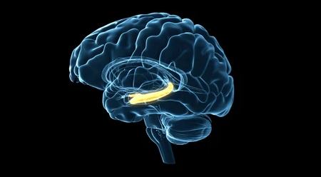 Project Outline: The Role of Hippocampal CA1 Region in Memory of Acute Social Defeat
