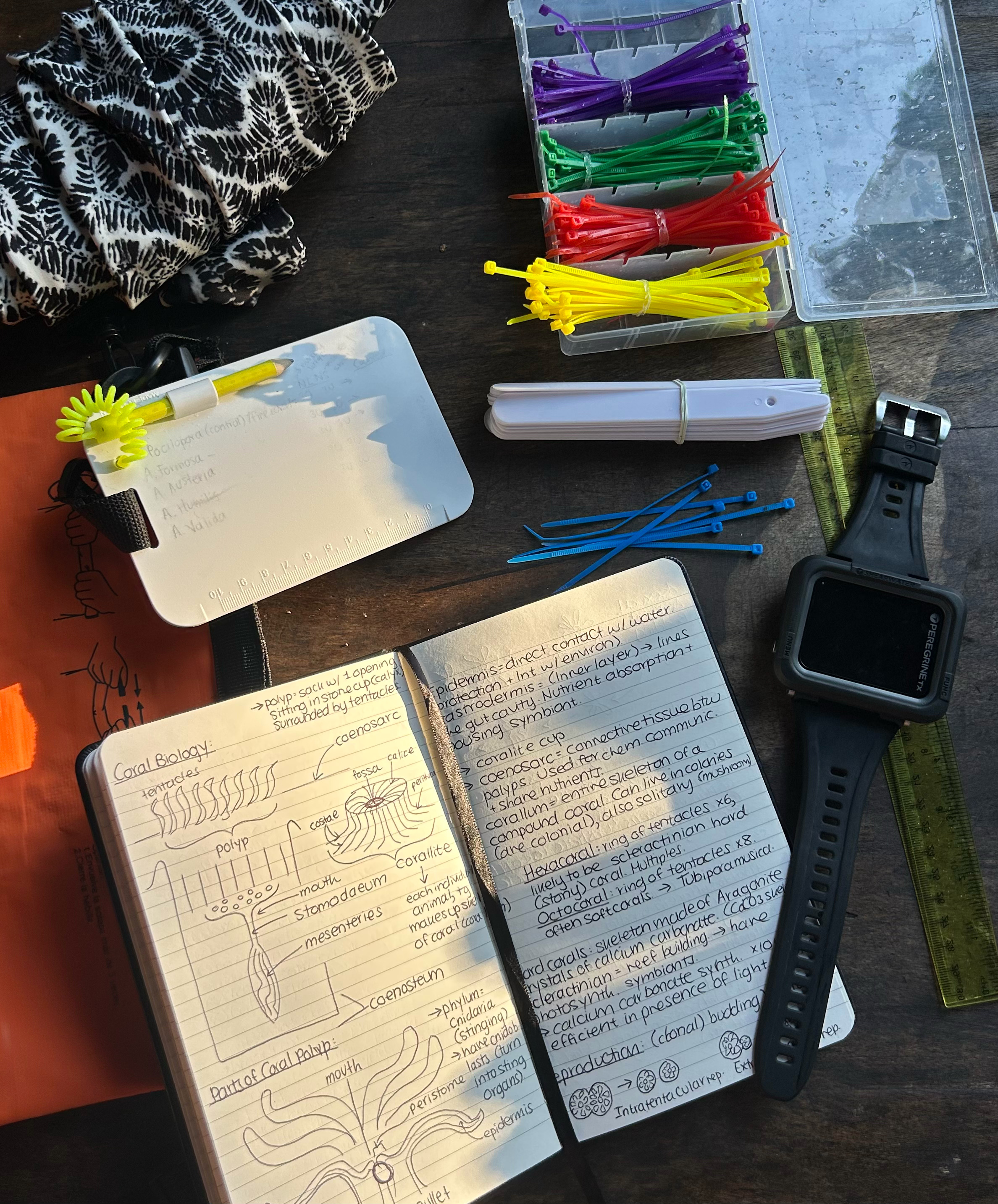 Reflection on The First Week of Setting Up the Coral Restoration Experiment
