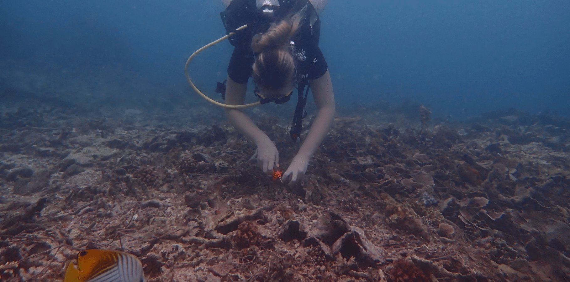 Scaling Coral Reef Restoration in Climate-Stressed Island Systems: Using Survival Data to Inform Community-Based Management Decisions