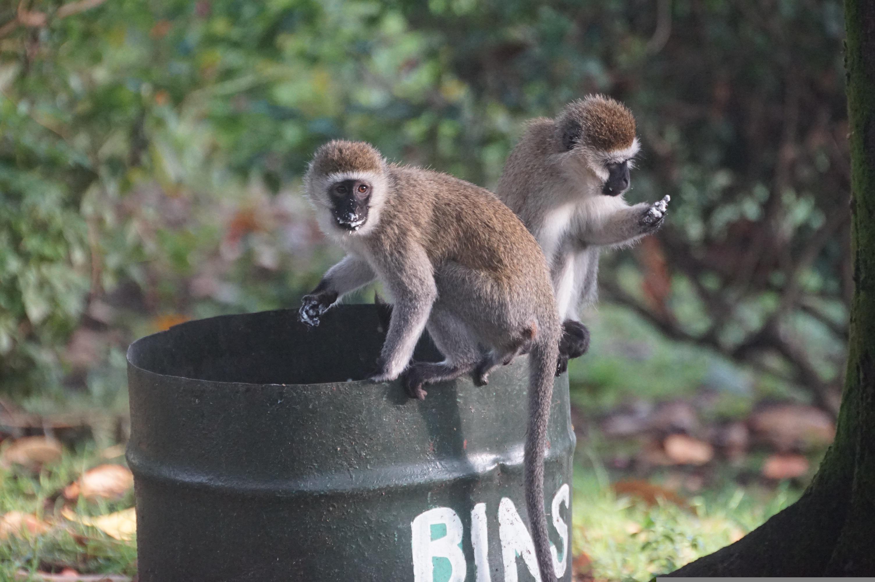 Project Outline: A Comparative Study of Social Tolerance in Children and Vervet Monkeys
