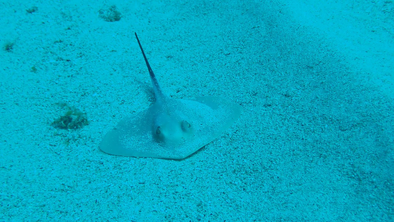 Sharks, Rays, and Skates, Oh My!