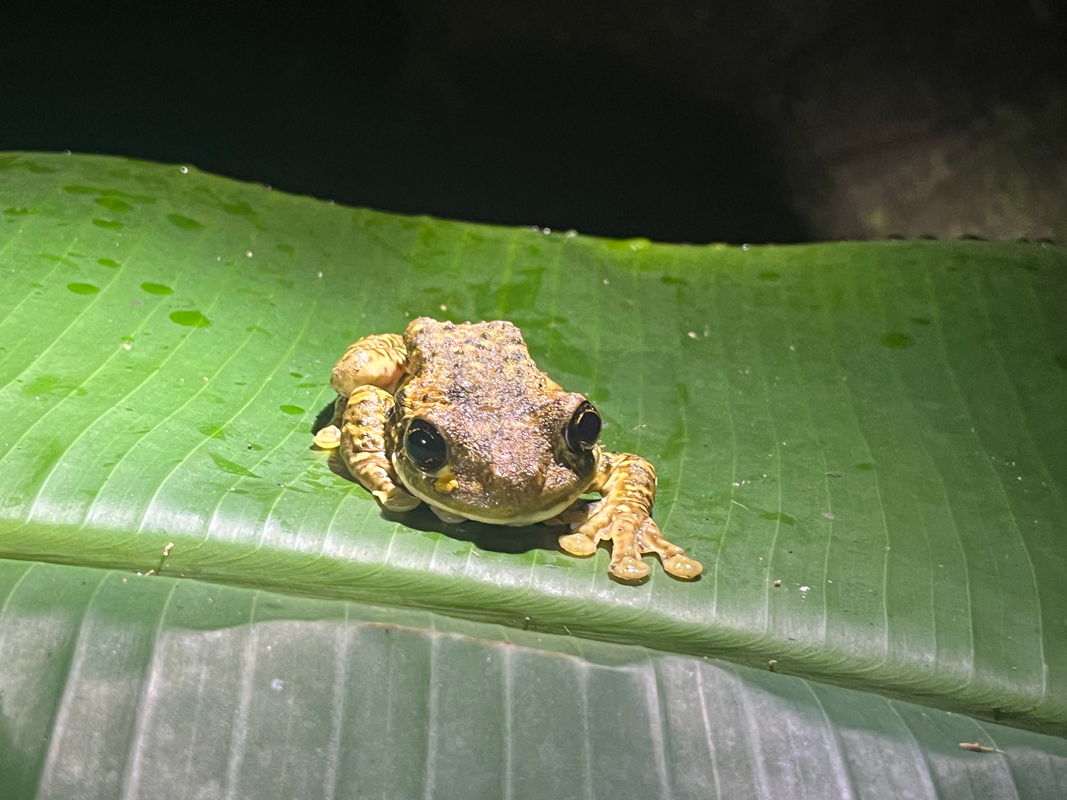 Leadership in Action, Costa Rica: Aug – Sept 2023