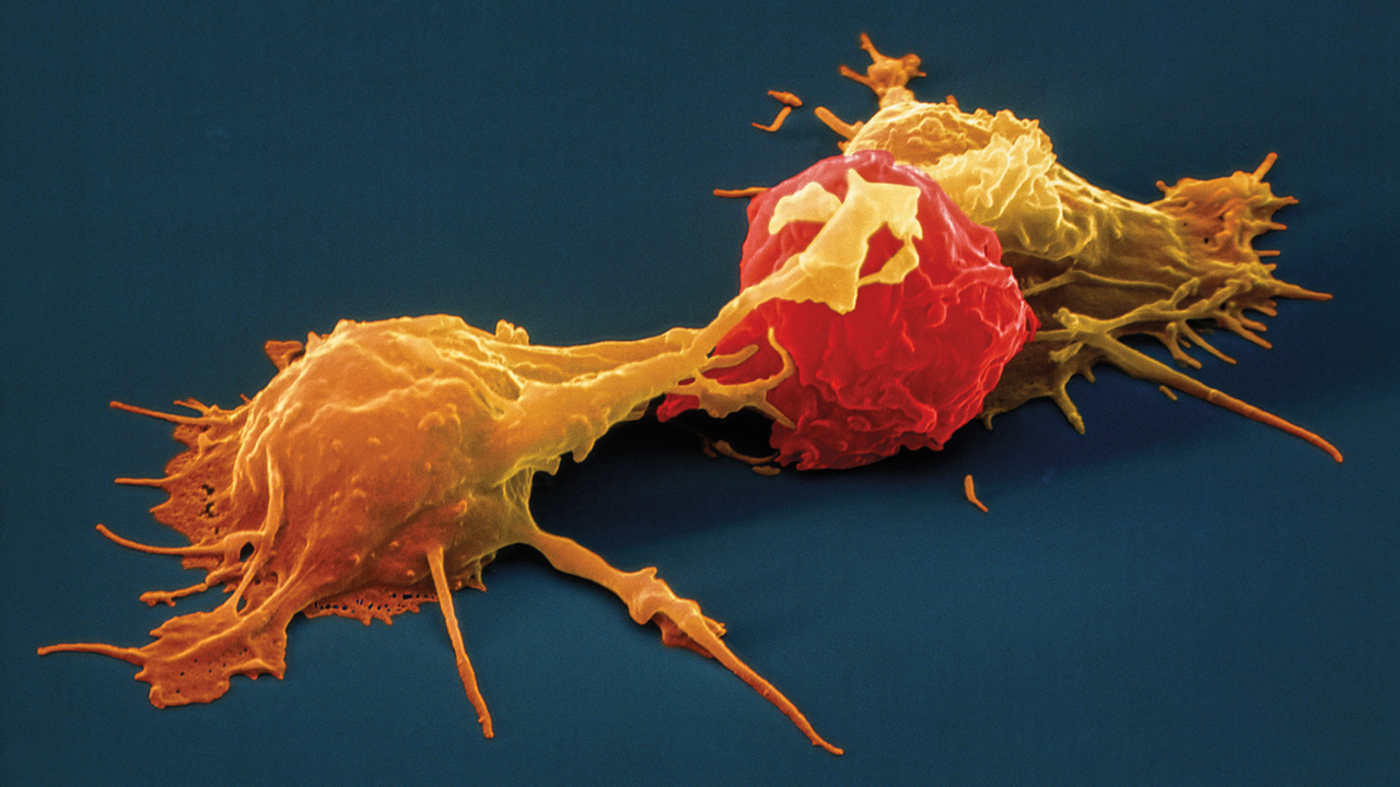 Project Outline: In vivo NK Cell Transdifferentiation from Murine Myeloid Progenitors 