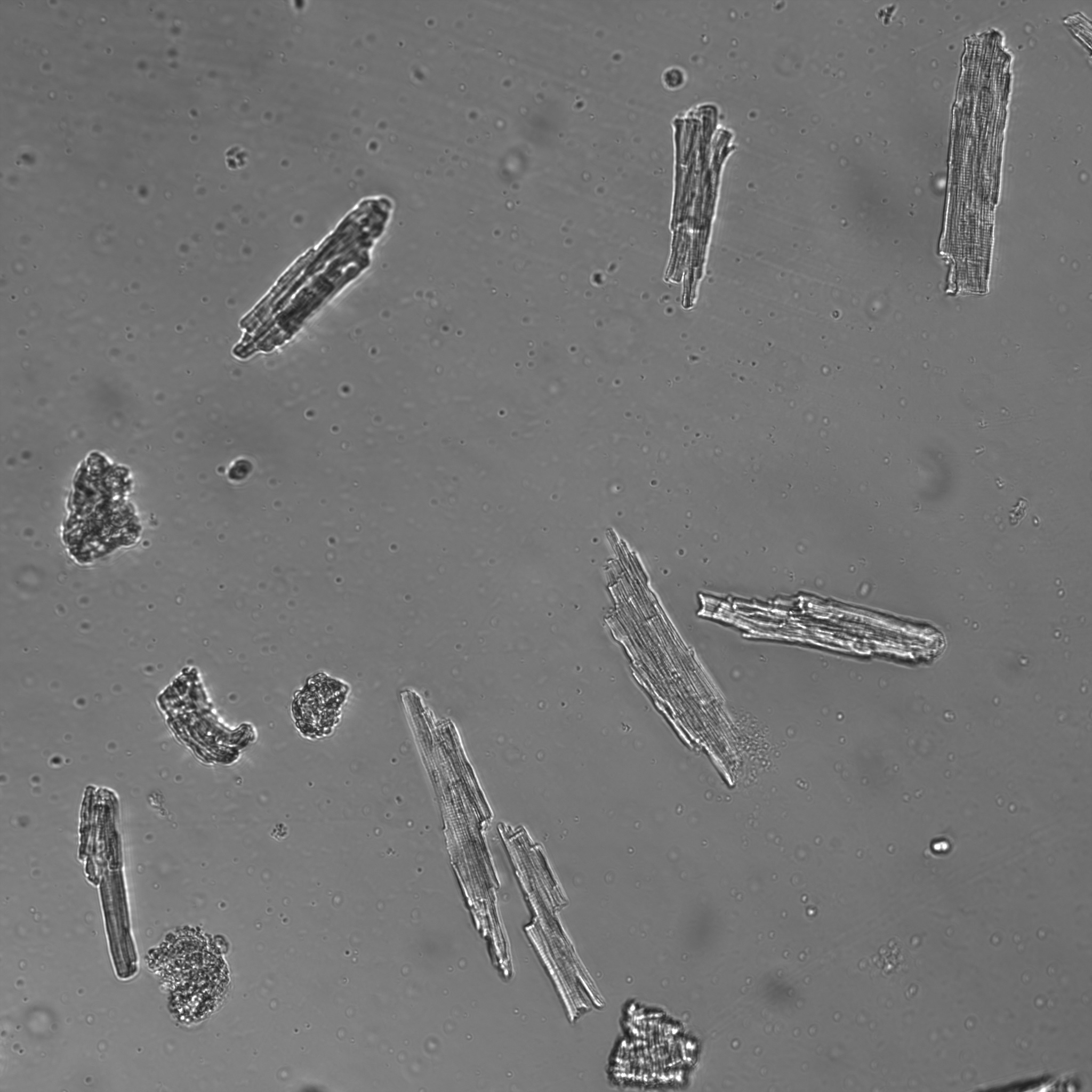 Fishing For Protein - An End of Research Blog