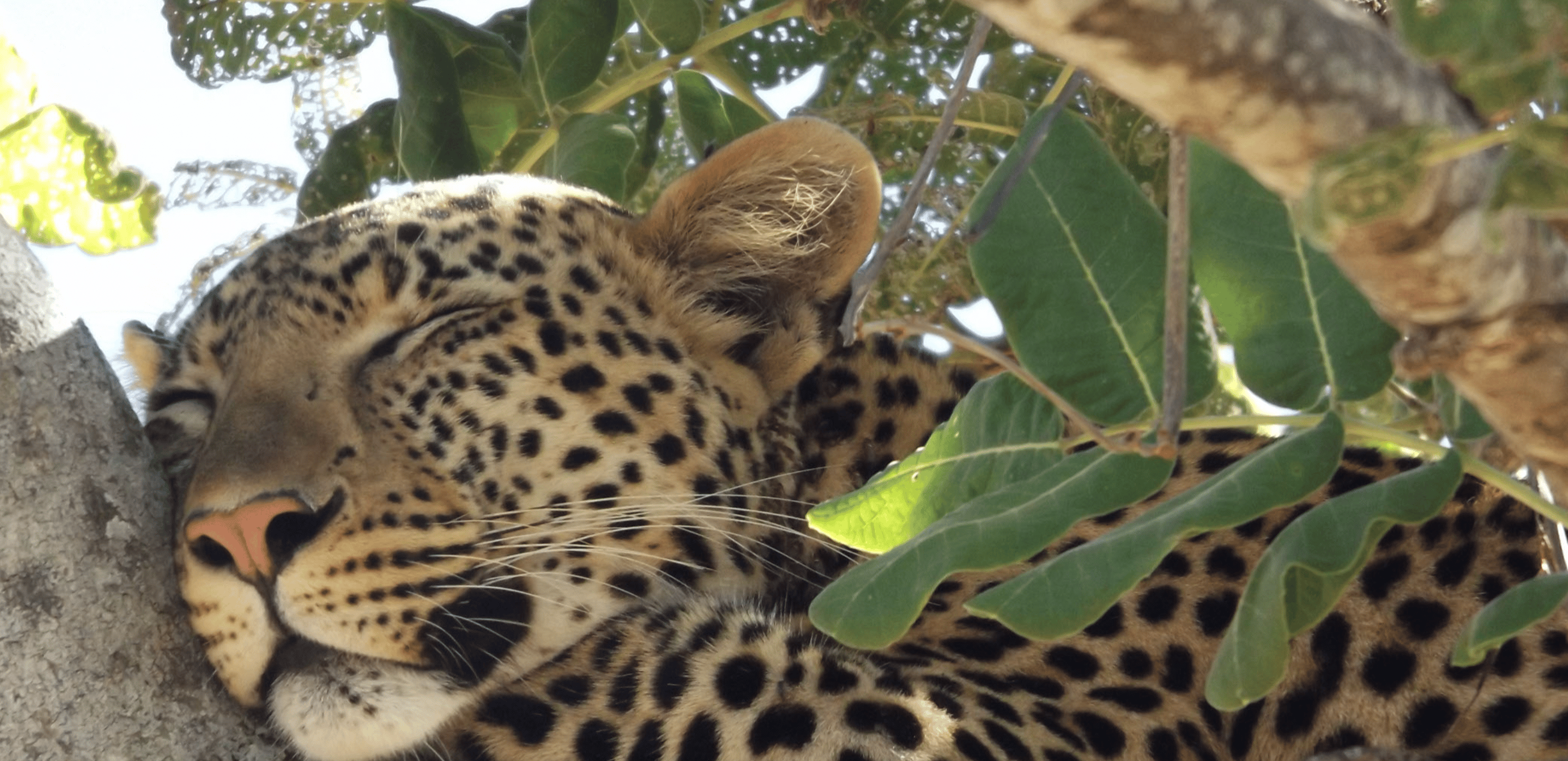Project Outline: Investigating Morally Contested Conservation