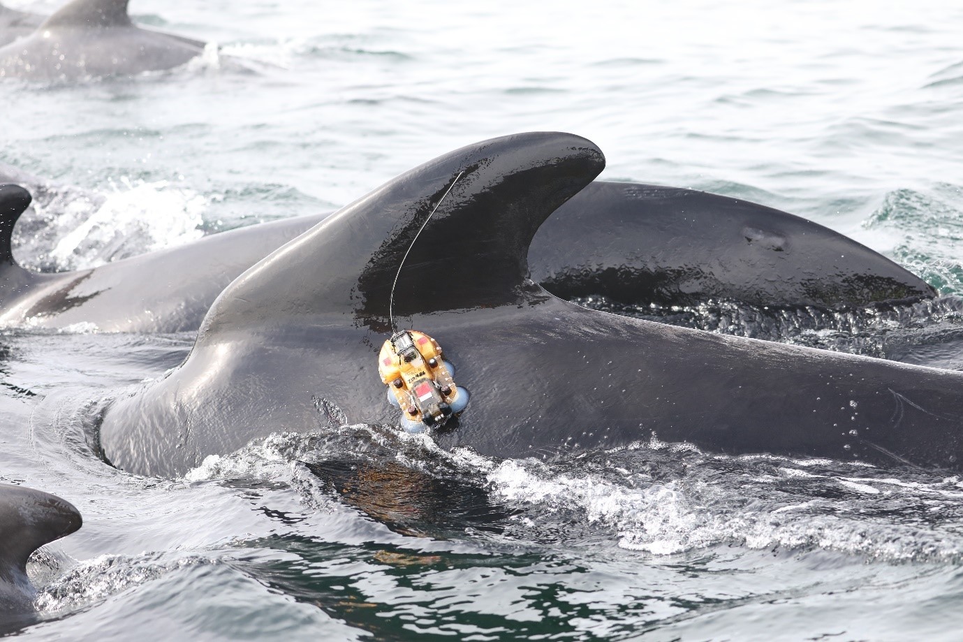 The Land of Fire and Ice ... (and Whales!)