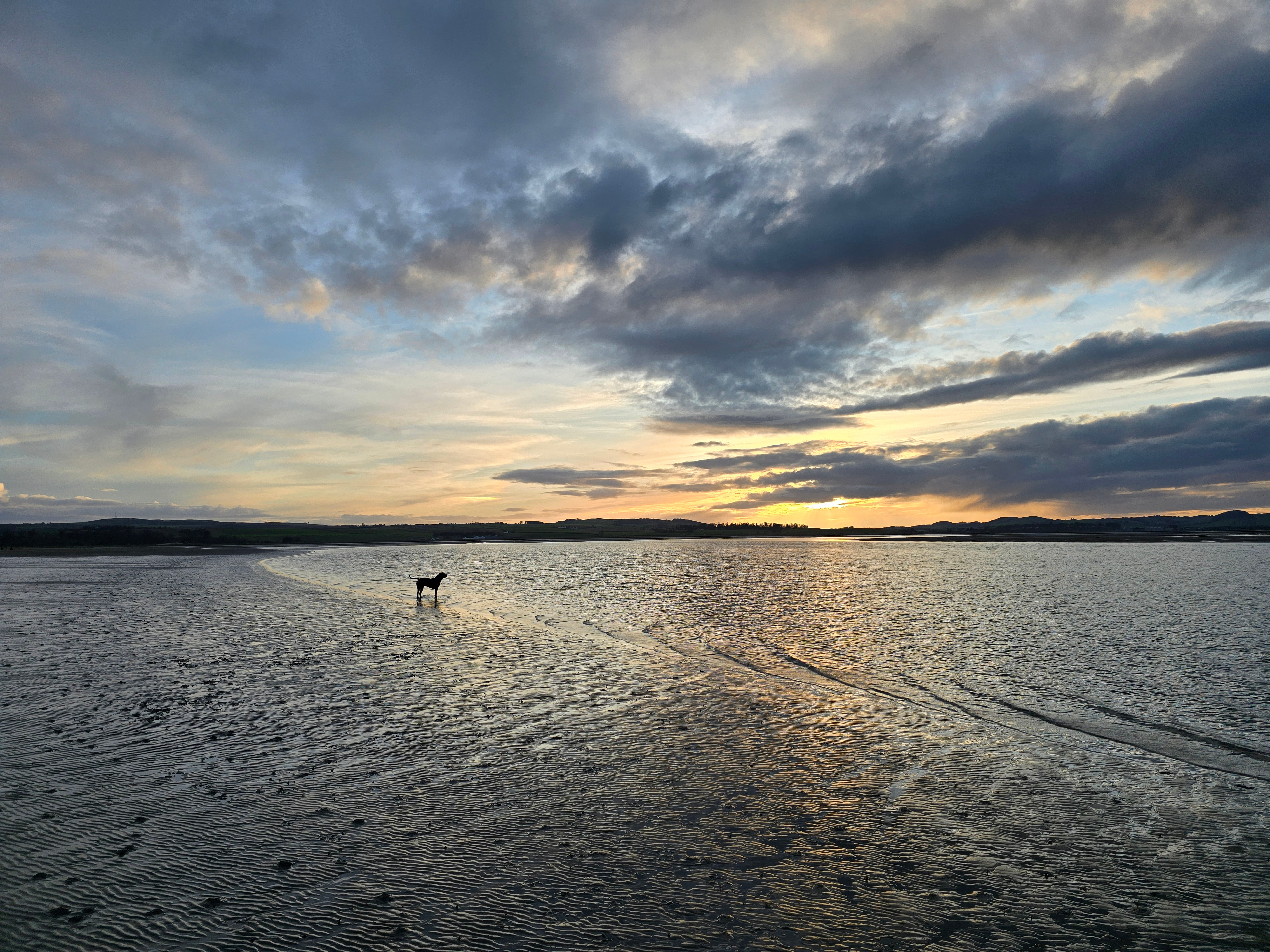 Lost at Sea (But My Dog Knows the Way)