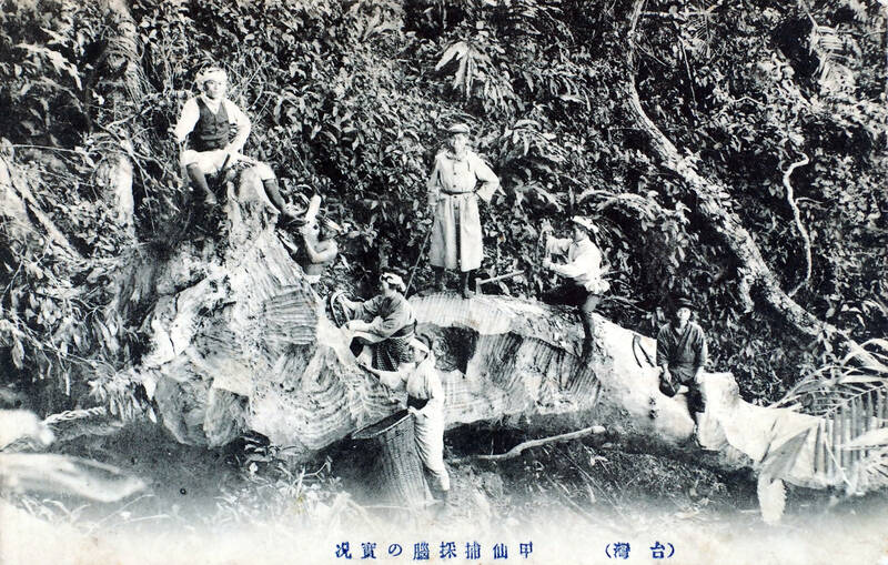Project Outline: Trees, environment, occupation, and indigeneity in Taiwan during and after Japanese rule from 1895-1945