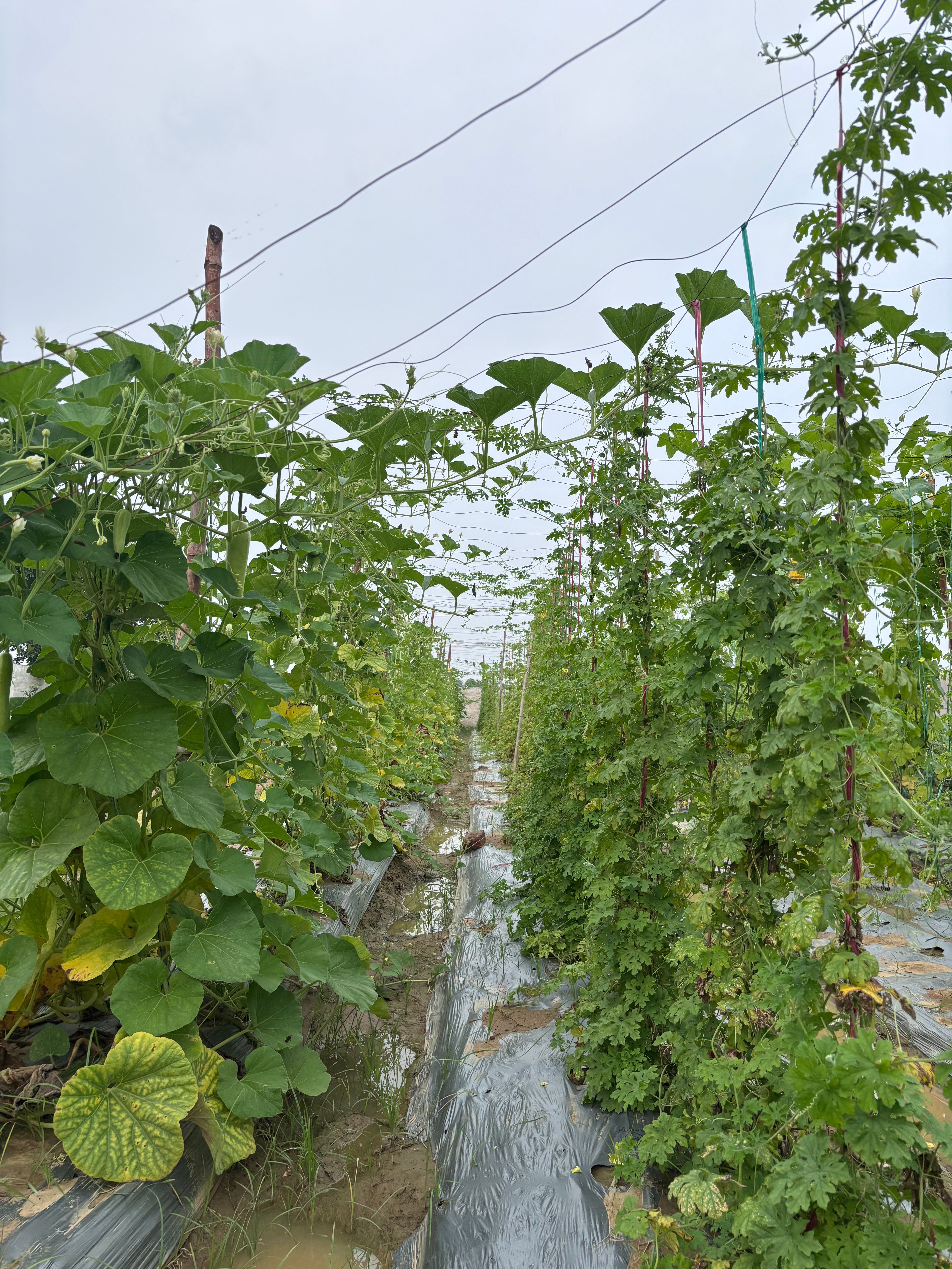 Field Journal 6
