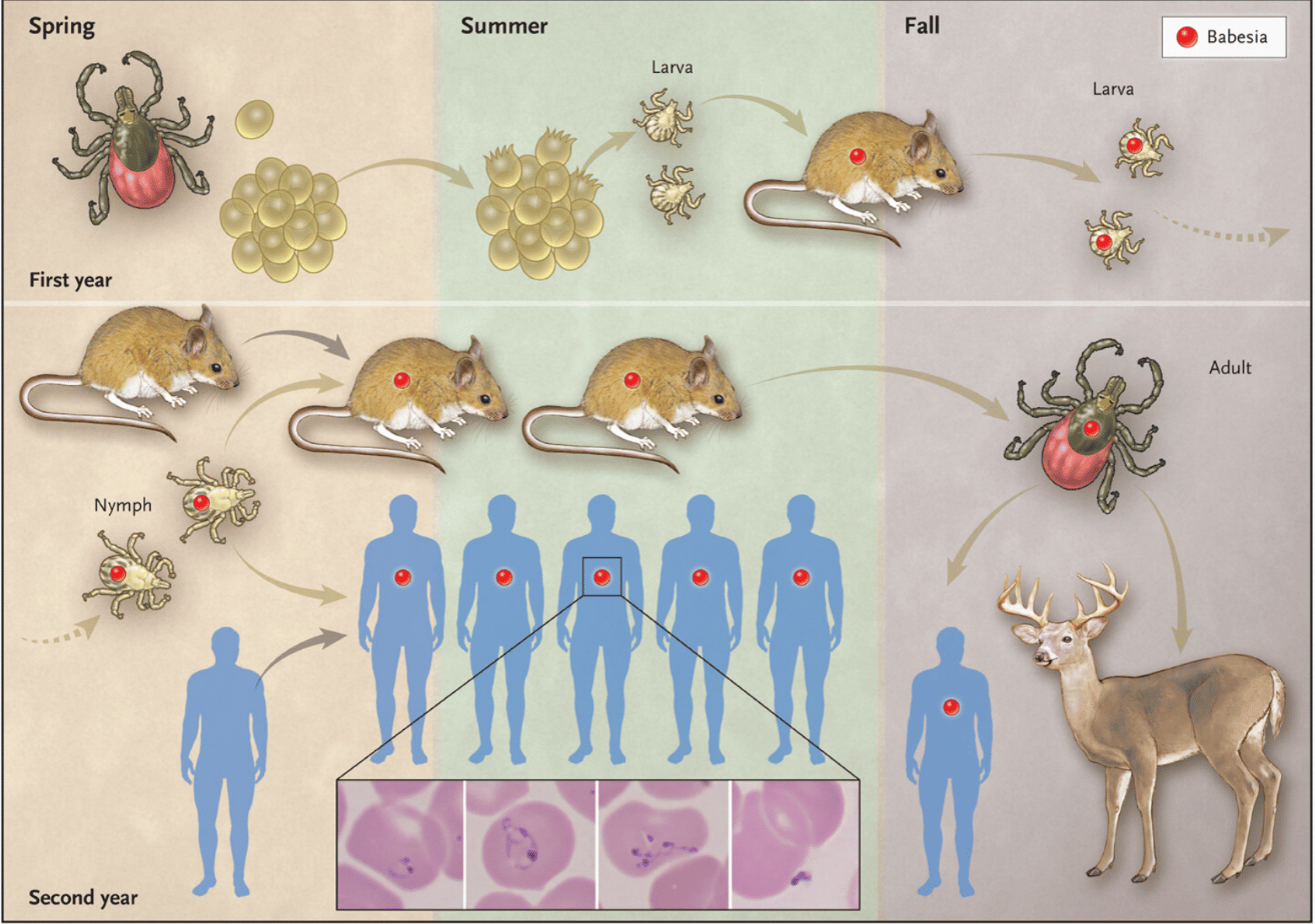 Initial Project Proposal - Identifying a Post-Exposure Prophylaxis of Babesiosis